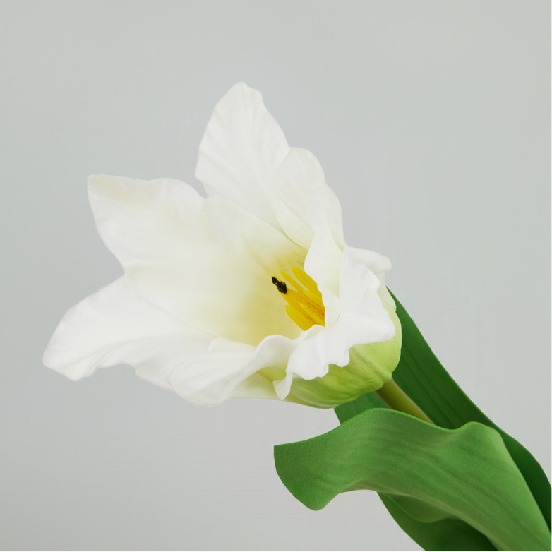 The Natural Garden Collection White Parrot Tulip